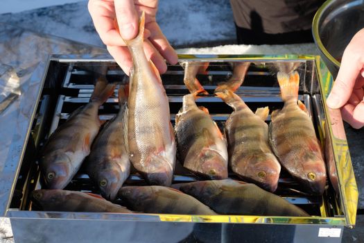 Perch Fish