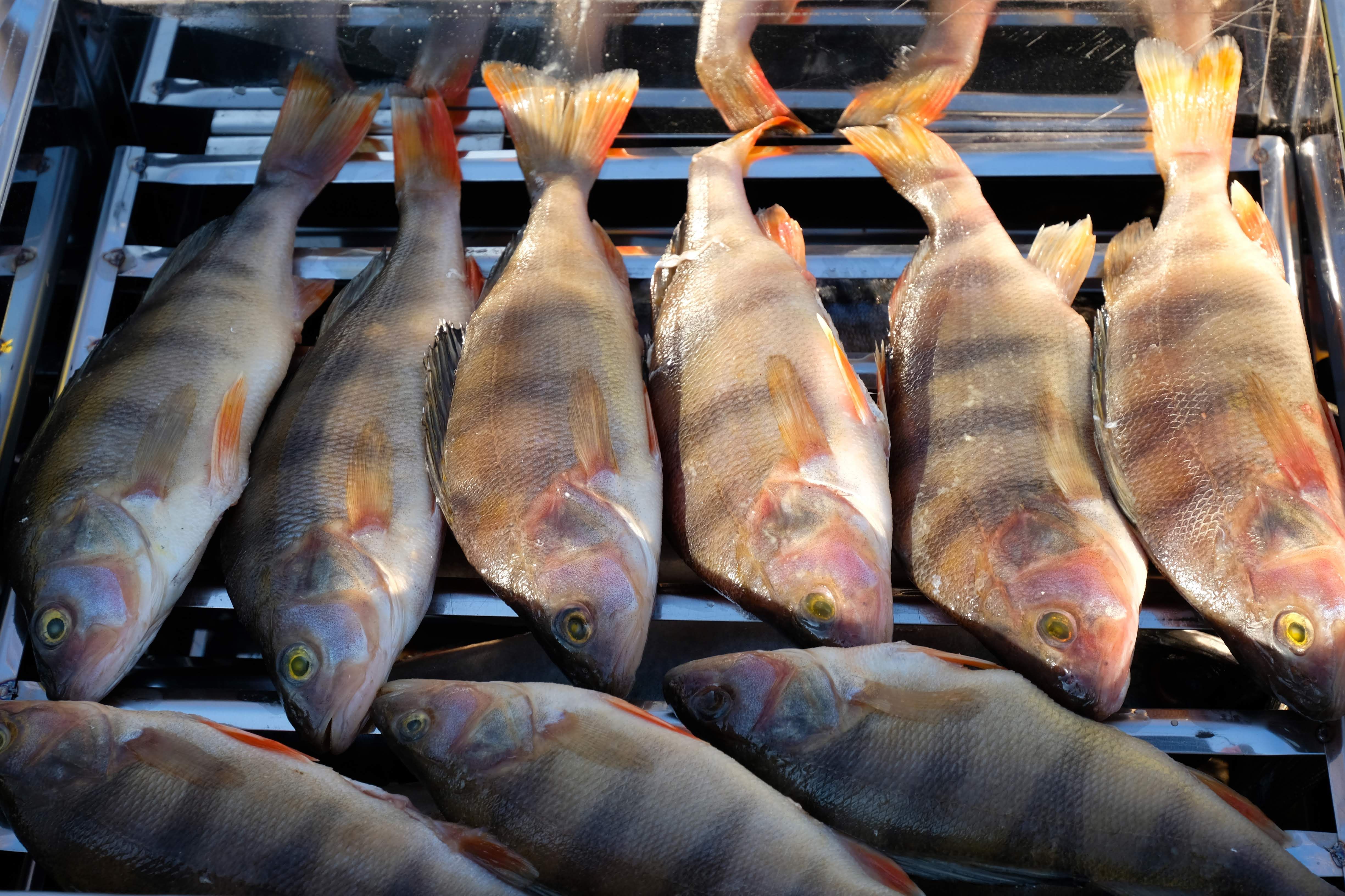 Perch