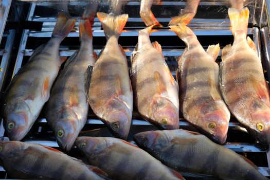 Perch Fish