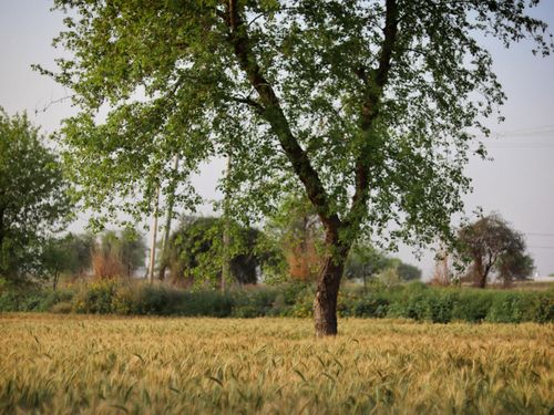 Free A lush green tree stands solitary in a golden wheat field on a clear day. Stock Photo