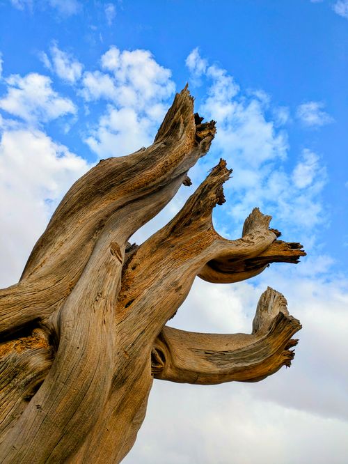 Free A striking view of a twisted weathered tree set against a vibrant blue sky with fluffy clouds. Stock Photo