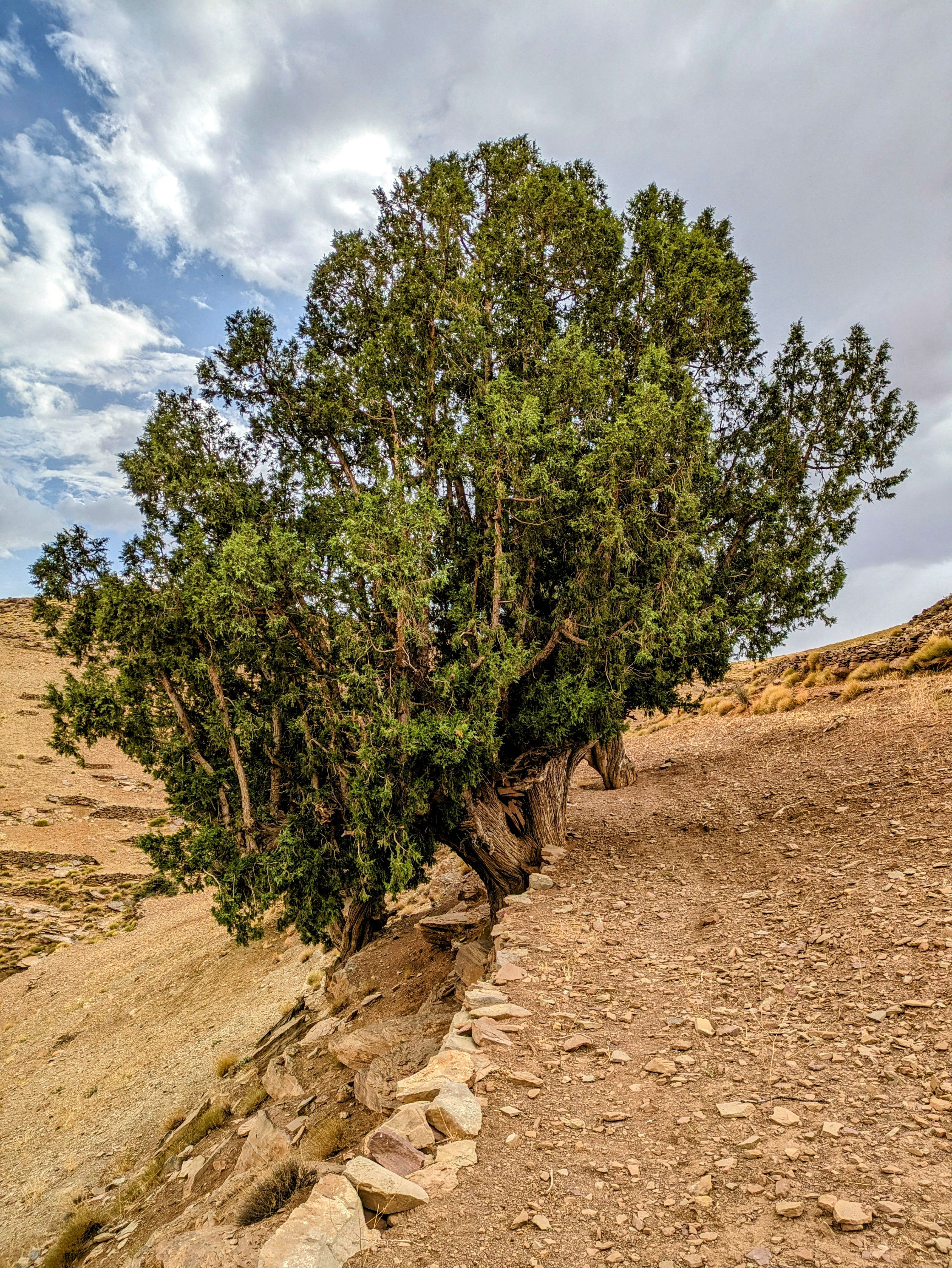 Ancient Juniper Tree in Rocky Desert Landscape · Free Stock Photo
