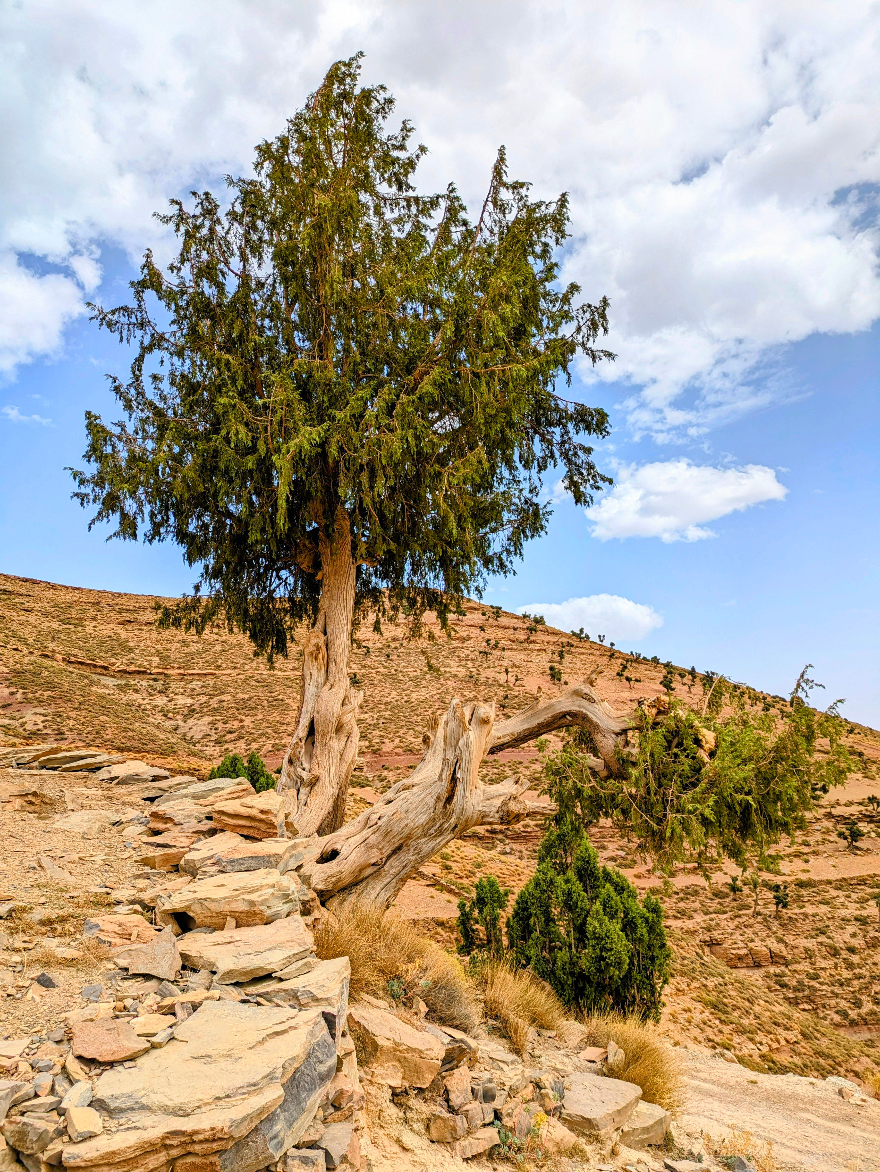 Ancient Juniper Tree in Rugged Desert Landscape · Free Stock Photo