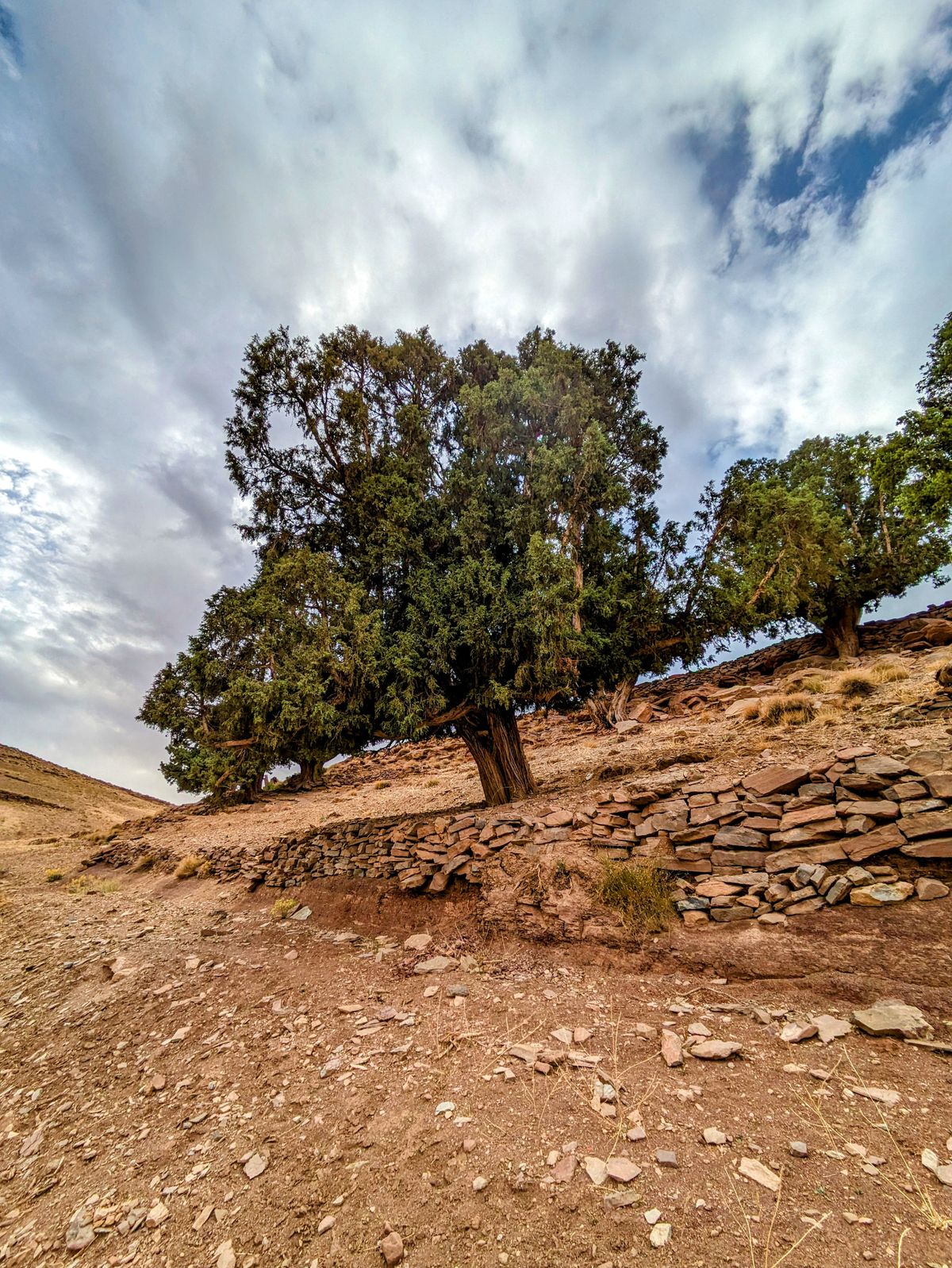 Plants worth knowing in Morocco — Morocco travel guide