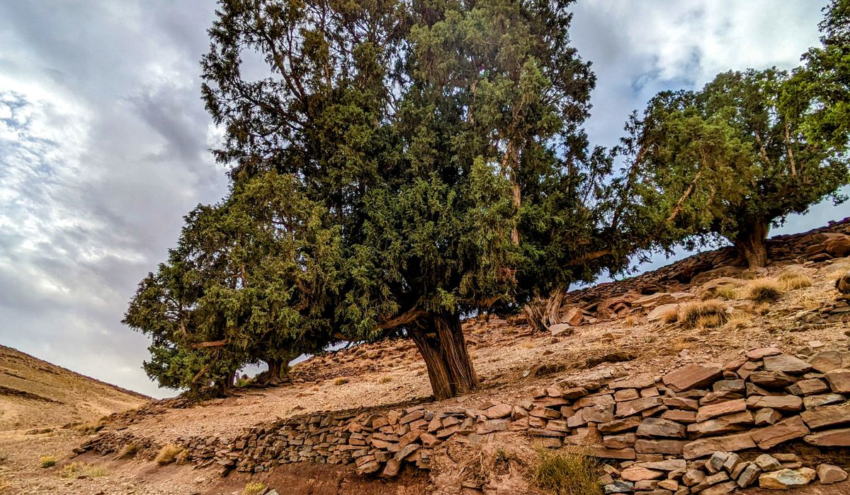 Morocco Nature & Wildlife: Birds, Plants and Wild Landscapes