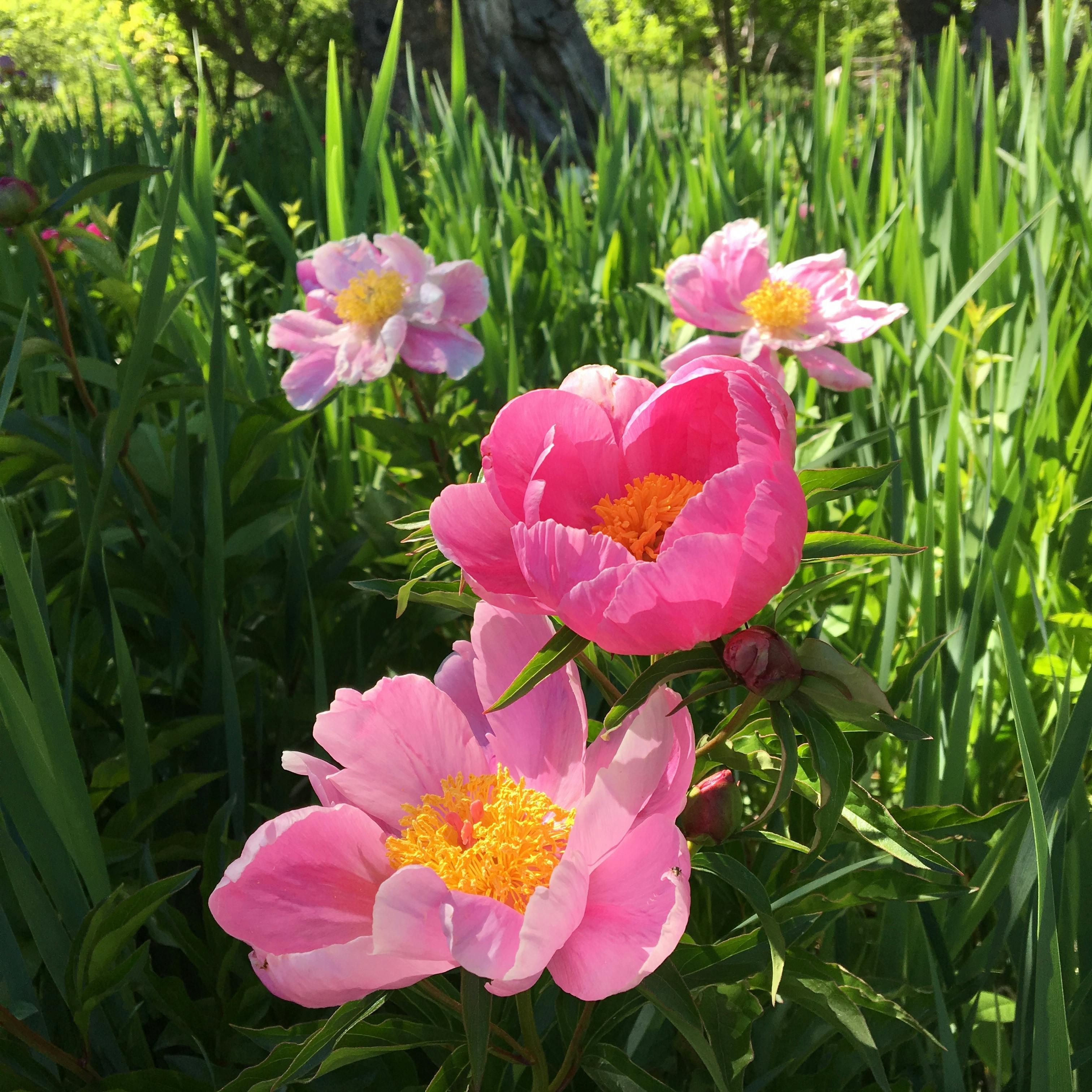 Pueblo Attractions 3 Photos & Videos Collected by Pueblo West Directory