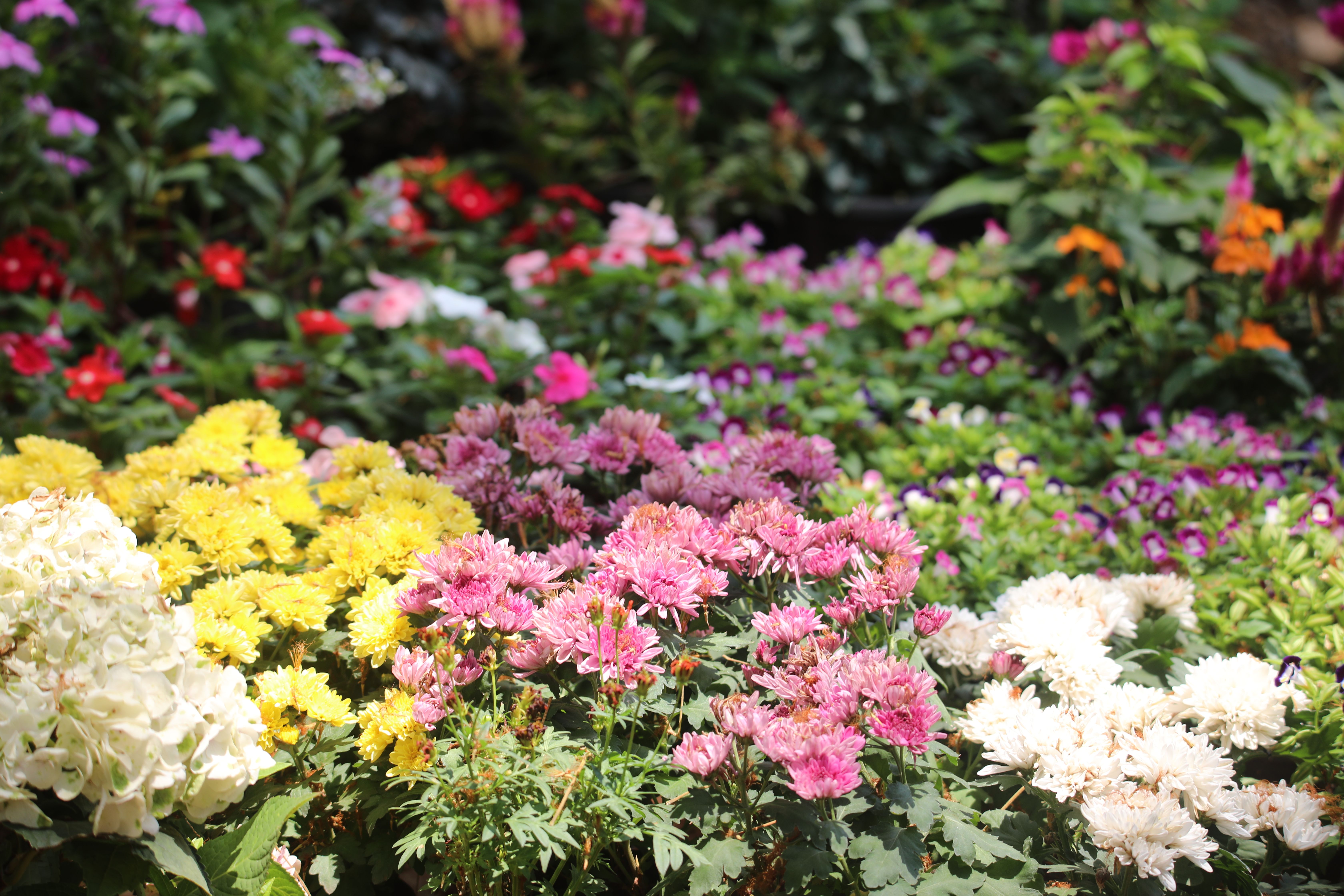 [ColoSach]-a-vibrant-display-of-various-flowers-in-full-bloom-outdoors,-showcasing-a-rich-tapestry-of-colors.