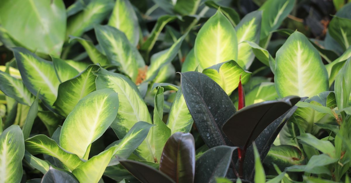 Spathiphyllum : Guide Entretien et Bienfaits Air