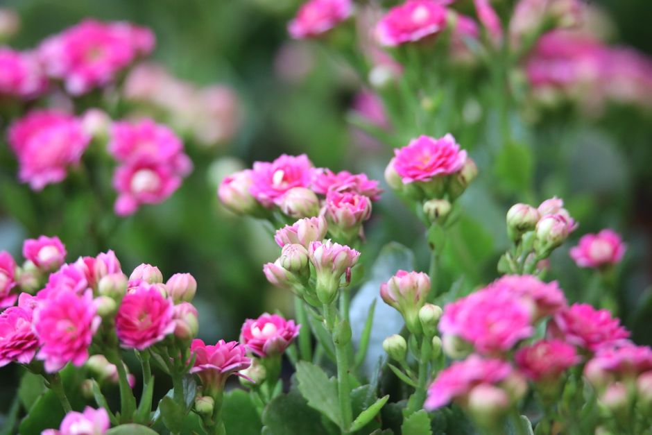 Kalanchoe