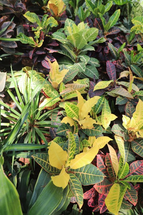 Free A colorful array of tropical plants basking in sunlight, showcasing vivid foliage and natural beauty. Stock Photo
