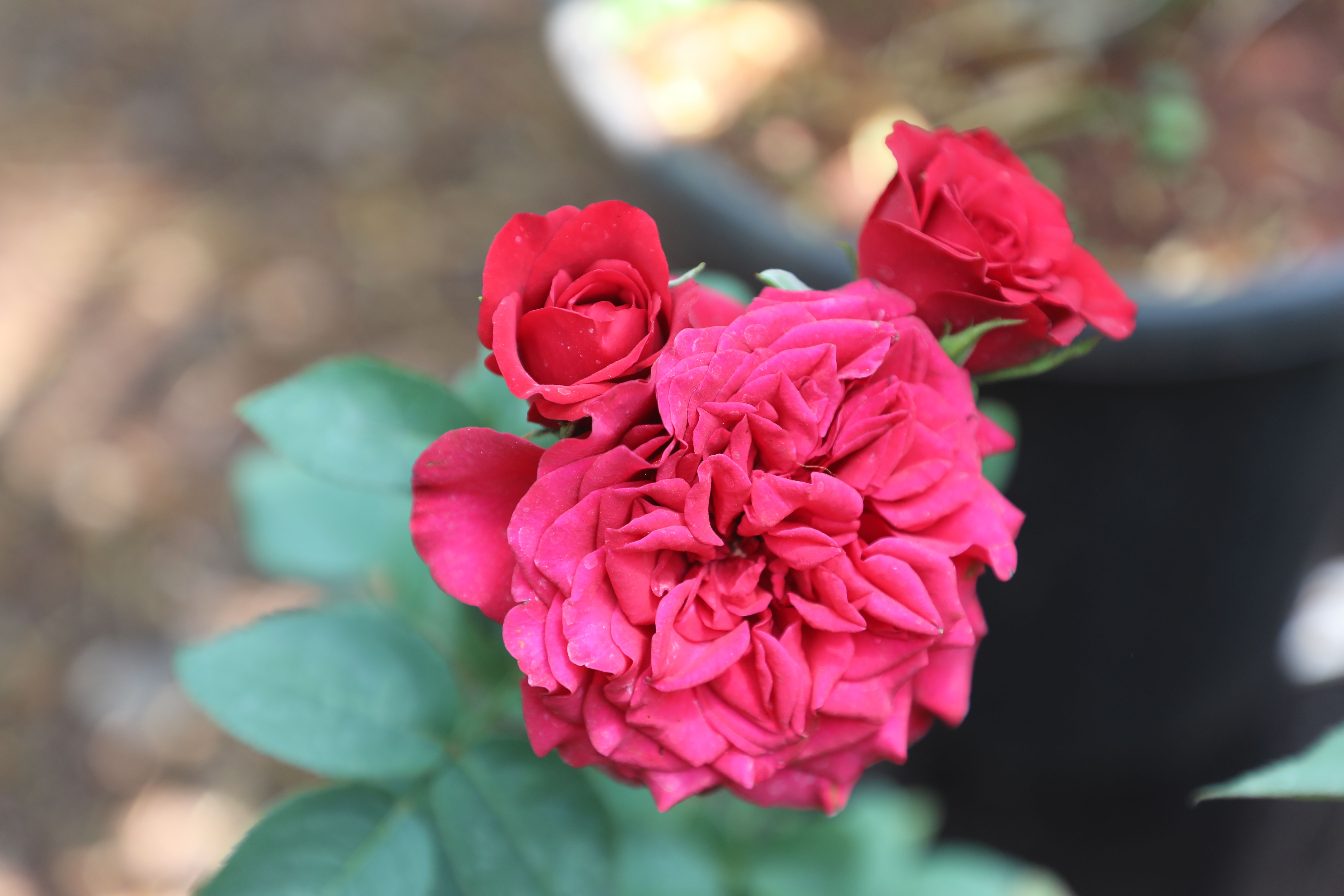 Rose Gardening for Beginners: The Honest Basics
