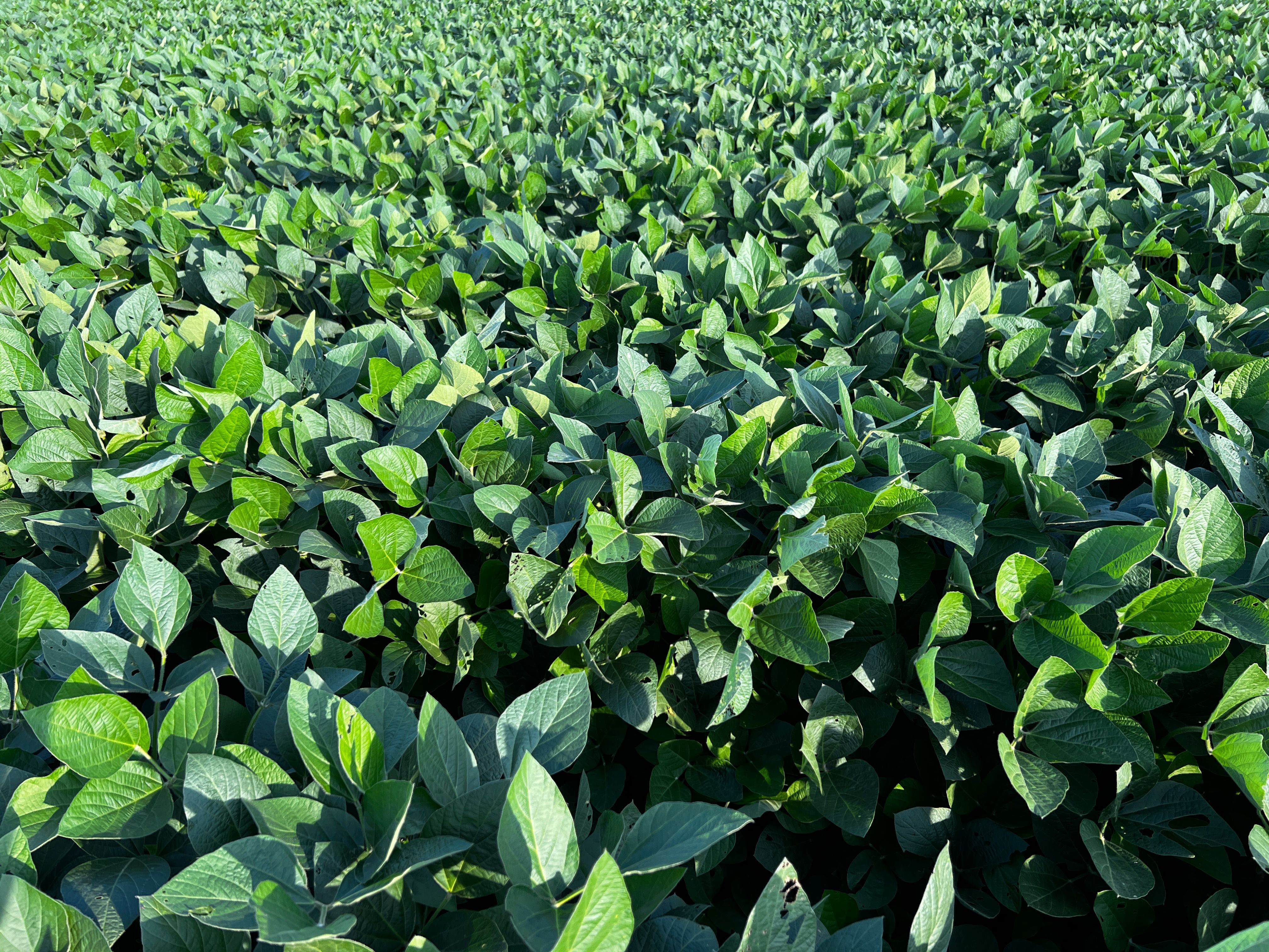 soybean futures chart usa