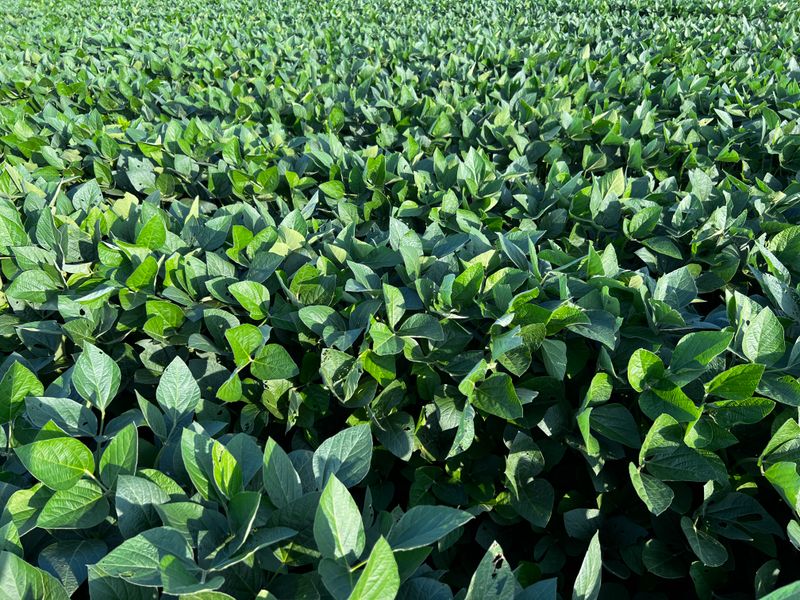 Soybean field soya oil
