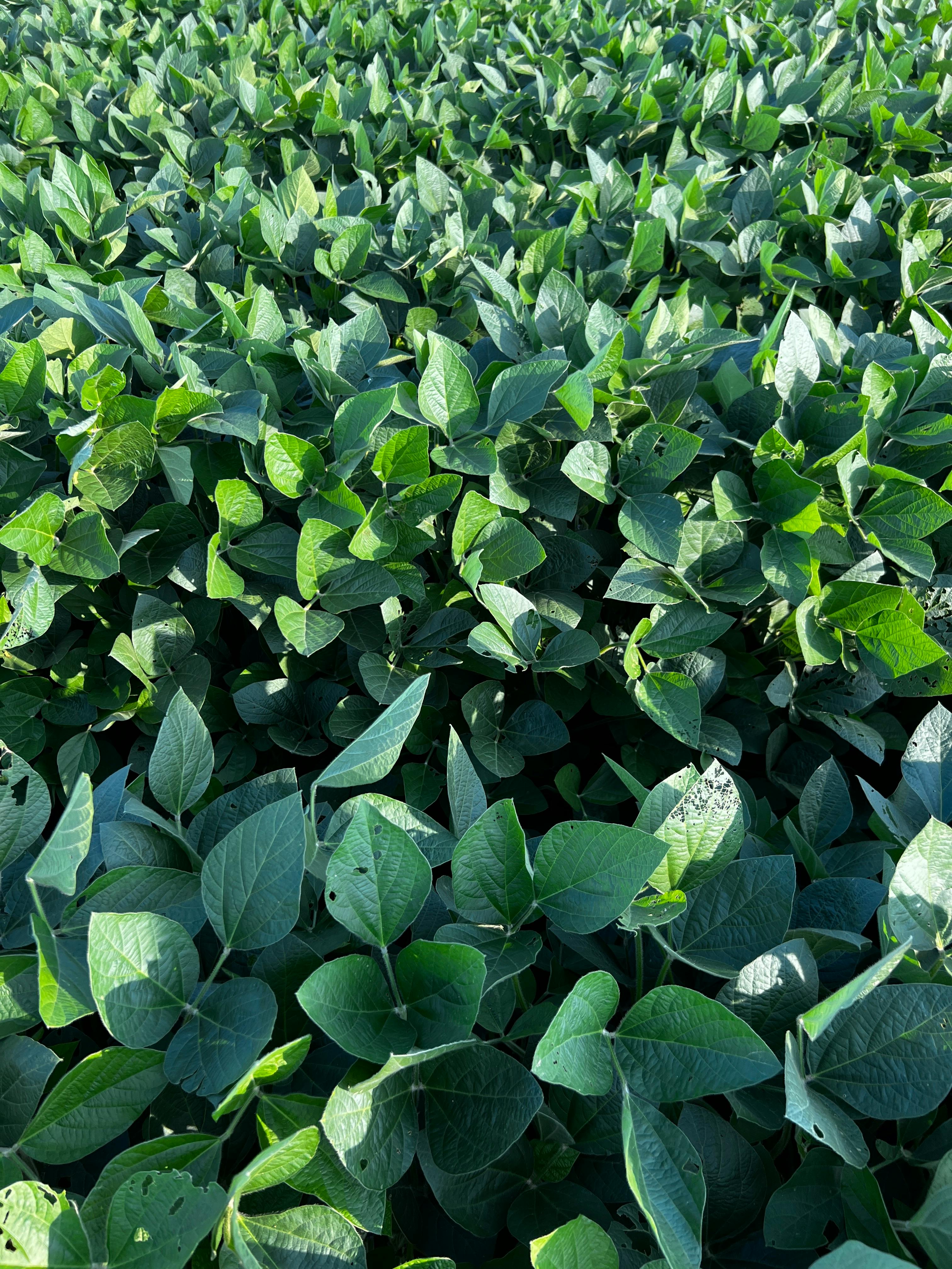 soybean plants