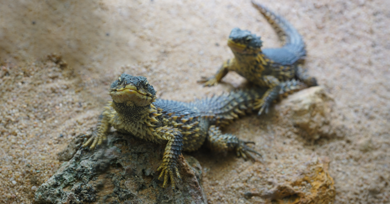 Orvet : Tout savoir sur ce reptile utile