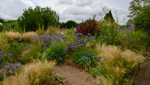 Free Beautiful garden with diverse colorful plants and flowers under cloudy skies. Stock Photo