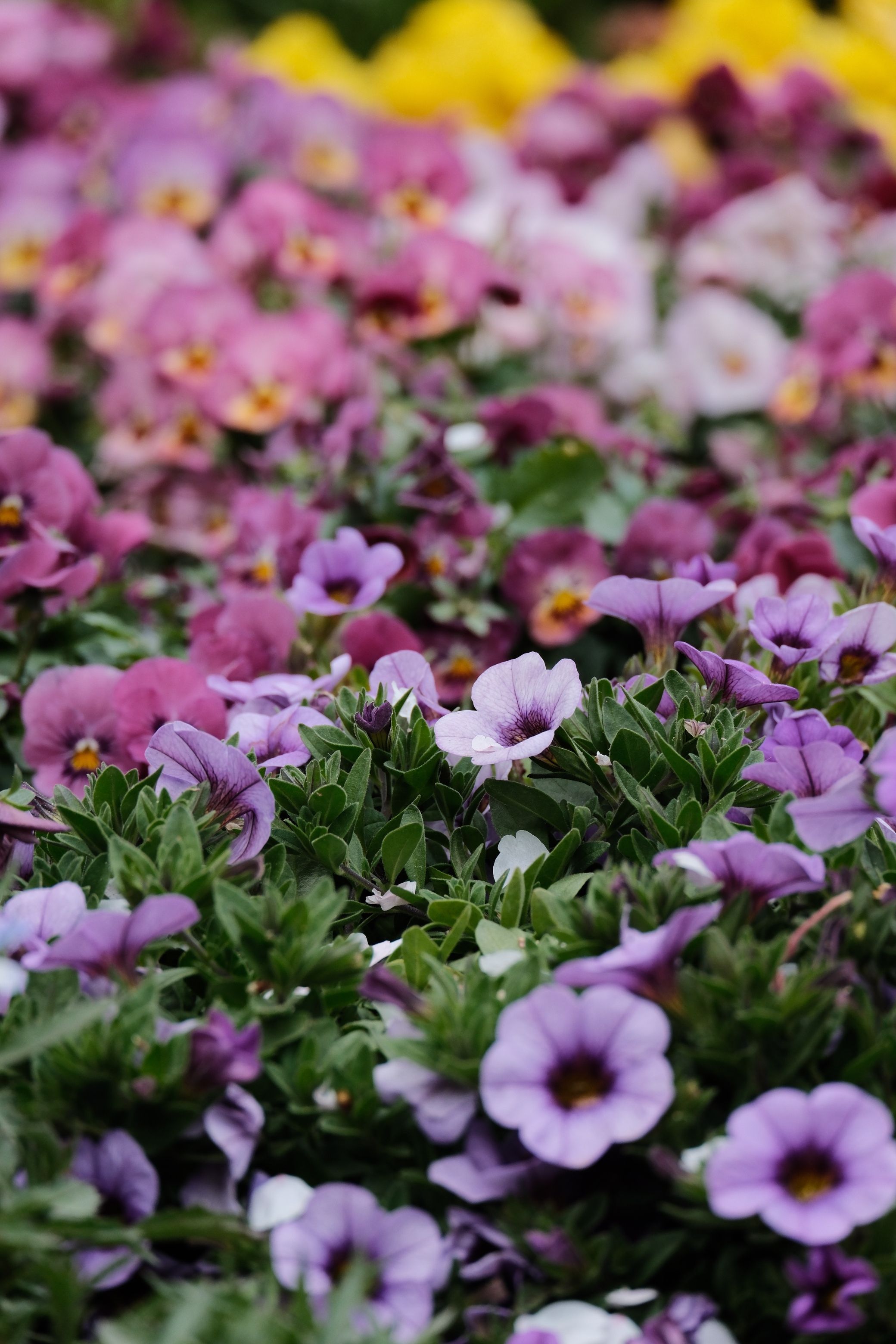 [ColoSach]-vibrant-purple-and-pink-flowers-bloom-in-a-beijing-park,-showcasing-spring's-beauty.