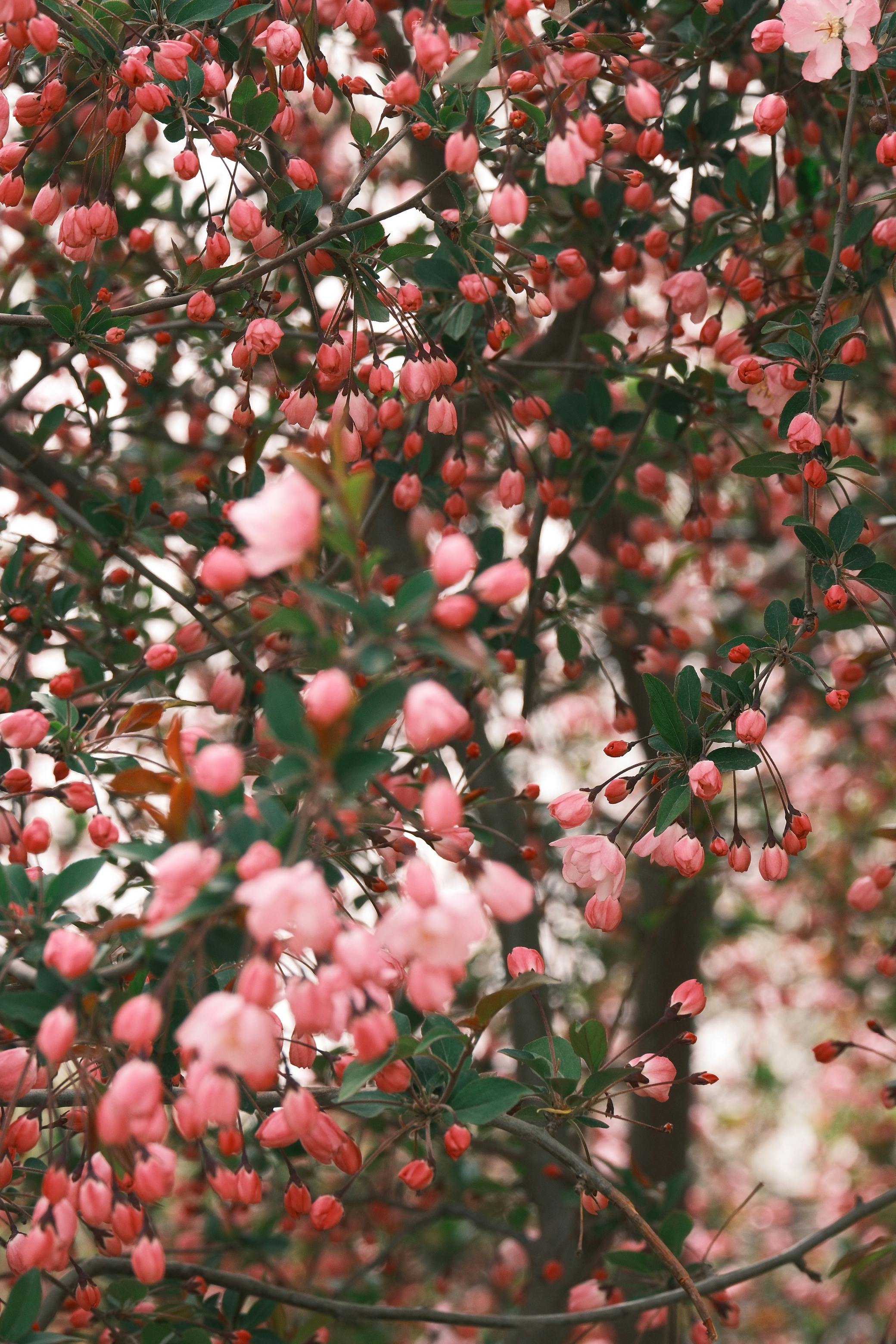 桃花盛开,春天风景