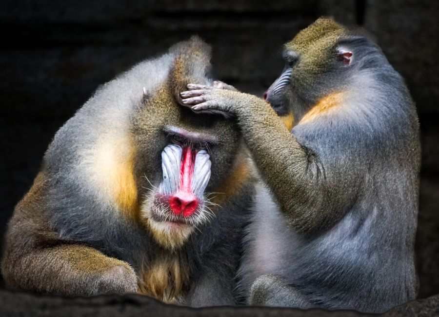 Gentle grooming behavior observed between two mandrills in their habitat.