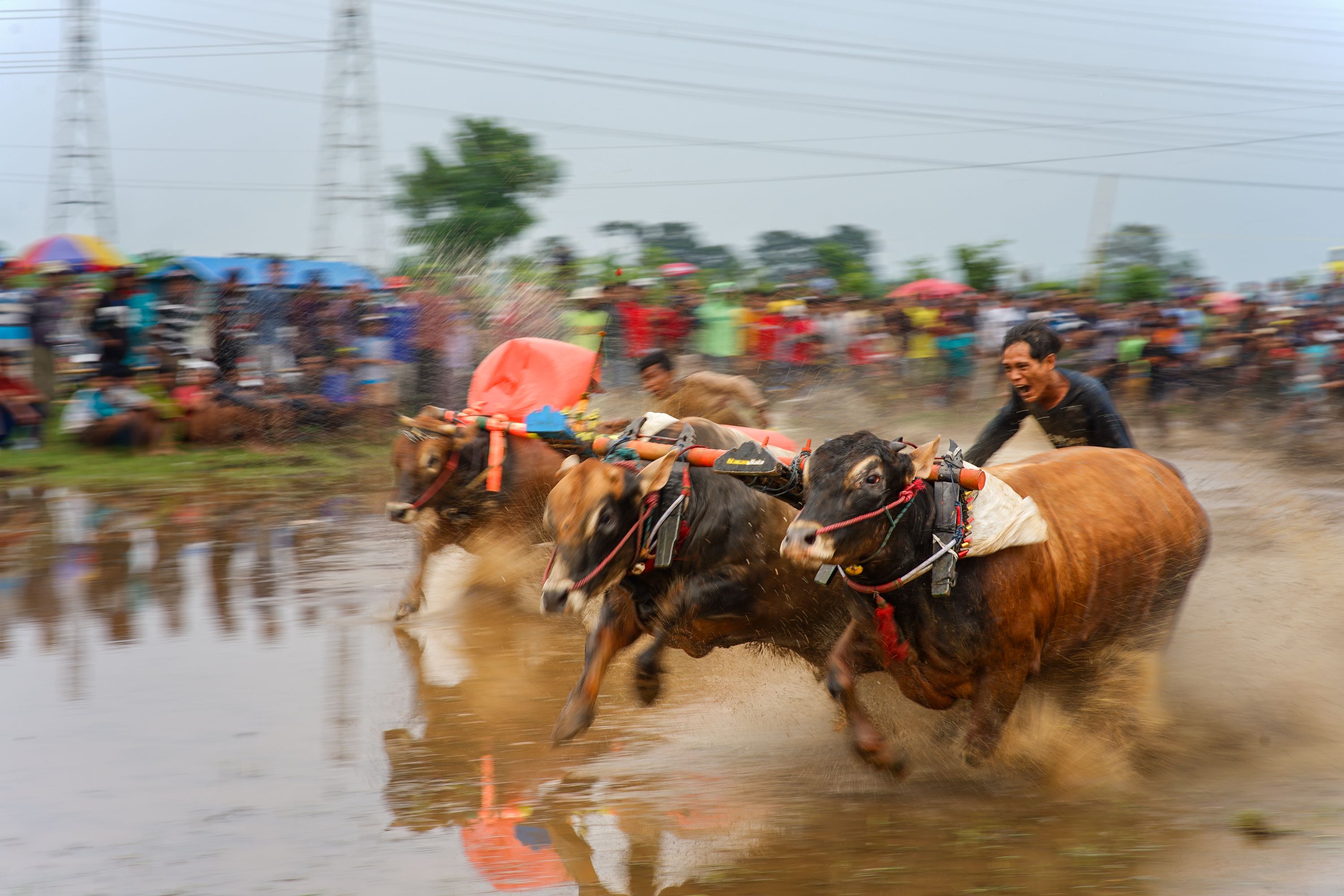 Dynamic Bull Racing in Muddy Field · Free Stock Photo