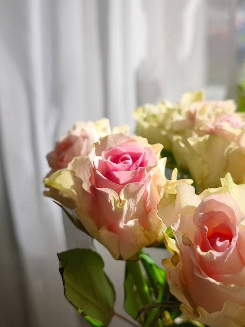 Free Close-up of vibrant pink roses illuminated by soft daylight indoors, creating a serene atmosphere. Stock Photo