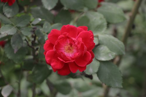Free Close-up of a bright red rose blooming amidst lush green leaves. Stock Photo