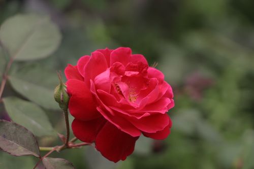 Free Close-up of a vibrant red rose in full bloom against a lush green background. Stock Photo