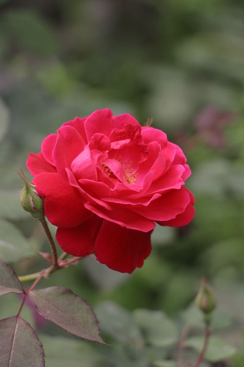 Free A close-up of a vibrant red rose blooming against a green garden backdrop. Stock Photo
