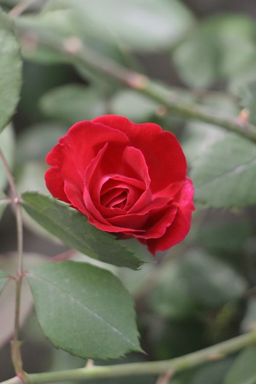 Free A stunning red rose in full bloom surrounded by green leaves, captured outdoors. Stock Photo