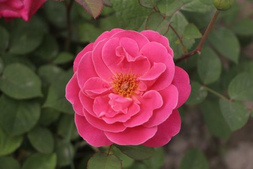 Free A detailed close-up of a vibrant pink rose showcasing its petals and natural beauty. Stock Photo
