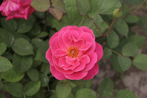 Free Close-up of a vibrant pink rose in full bloom amidst green leaves. Stock Photo