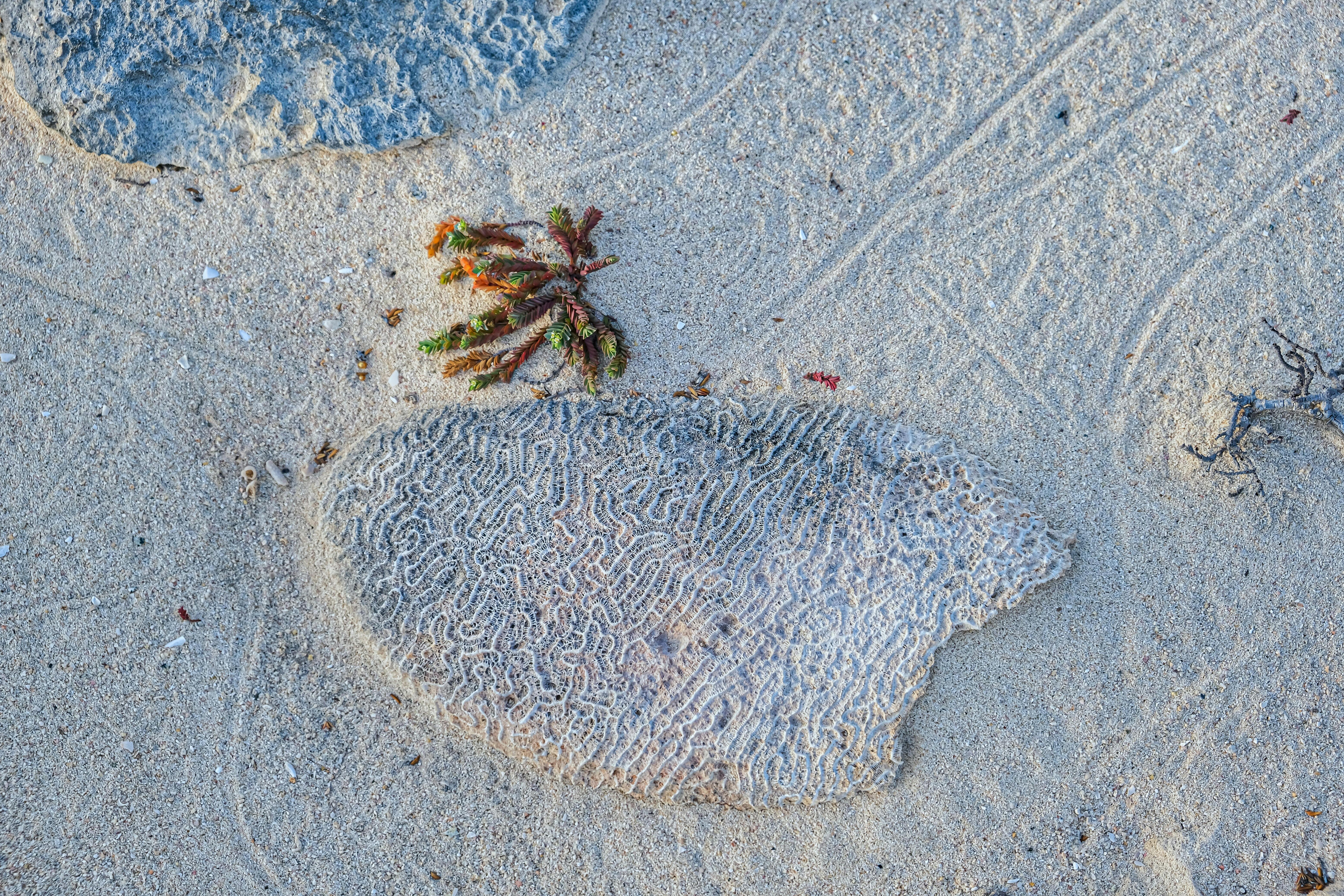 Close-up of beach sand in Aruba with coral and small plant showcasing natural textures.