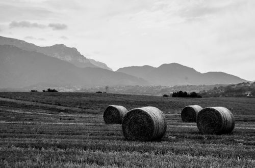 Free Peaceful rural landscape with hay bales and mountains in black and white. Stock Photo