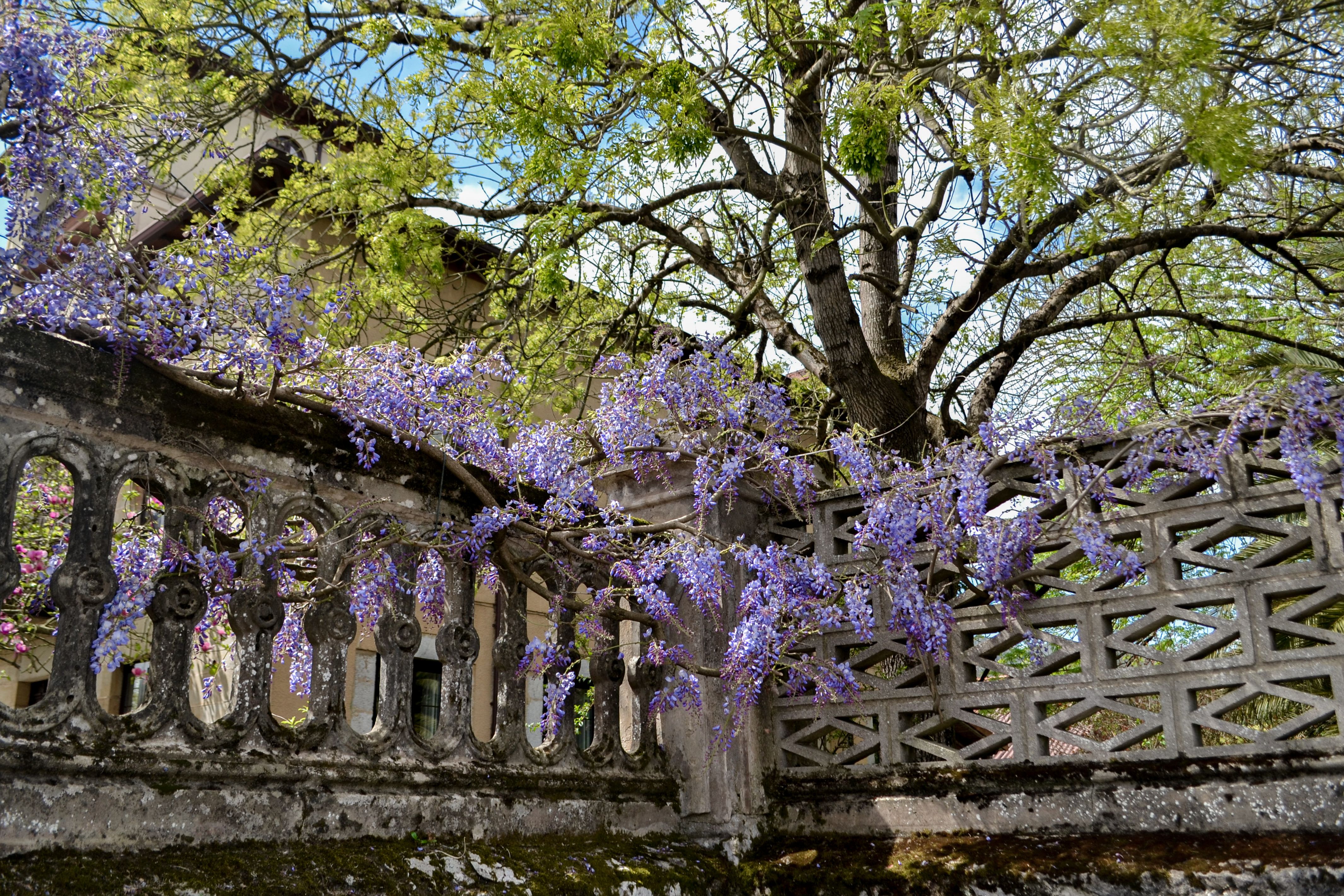 Jardin de la Serre de la Madone