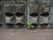 A small plant breaks through concrete in Hong Kong, symbolizing resilience and life.