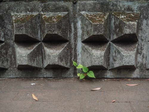 Free A small plant breaks through concrete in Hong Kong, symbolizing resilience and life. Stock Photo