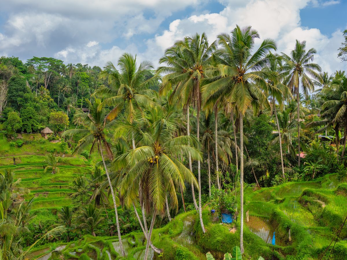 23 Day Time For Me Retreat: Personal Mentoring in Bali 1