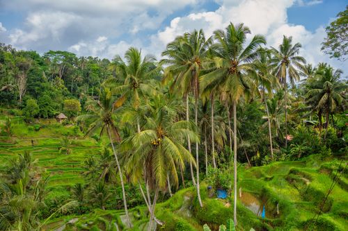 Free Stunning view of lush green rice terraces and palm trees in Bali, Indonesia Stock Photo
