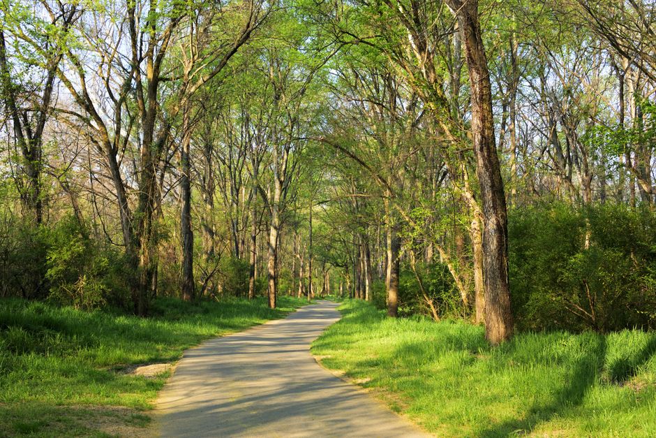 Tranquil pathway through lush woodland in Charlotte, North Carolina during springtime.