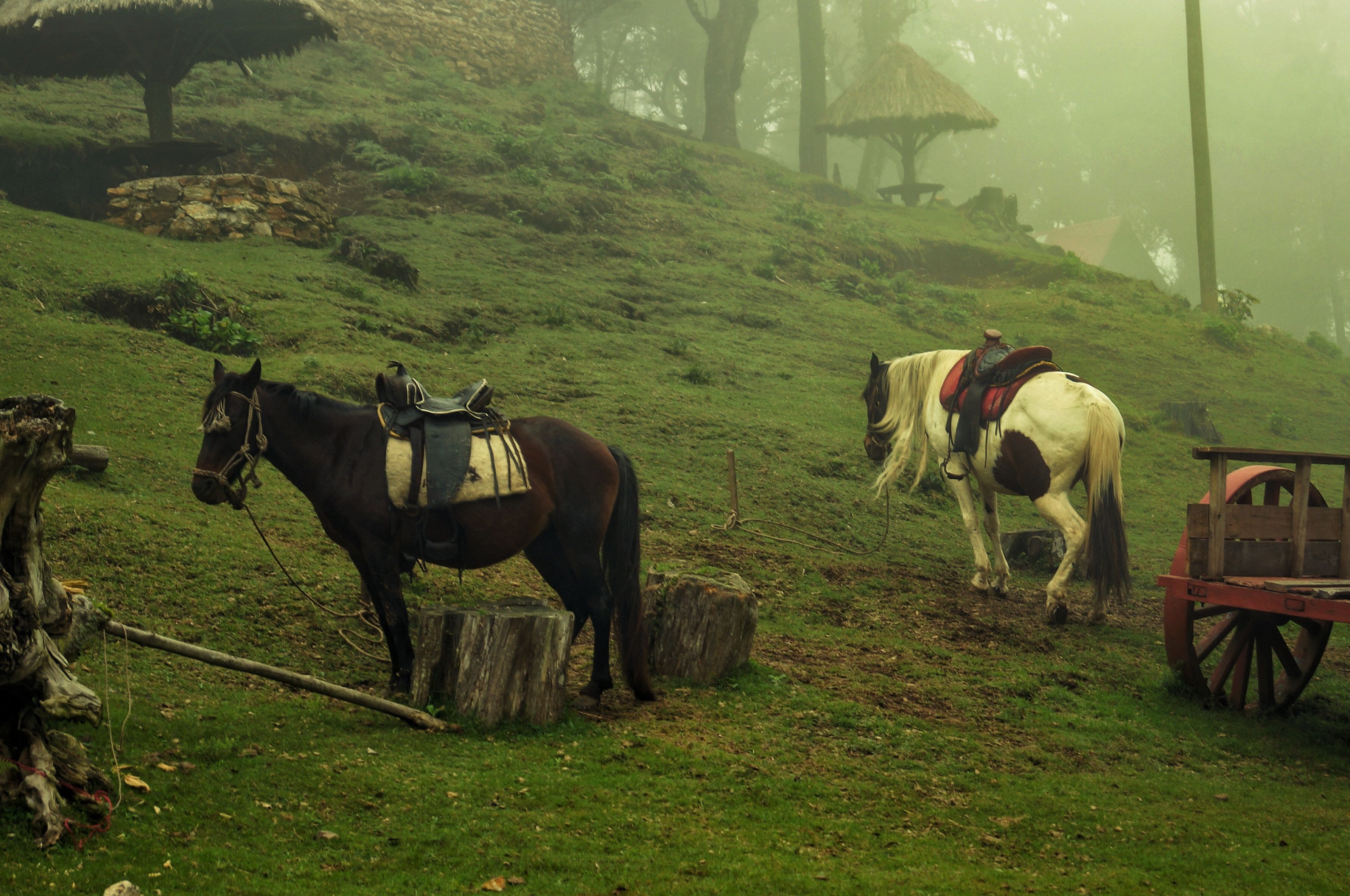 Scenic view of horses on a misty hillside with a rustic wagon, evoking tranquility and rural life.