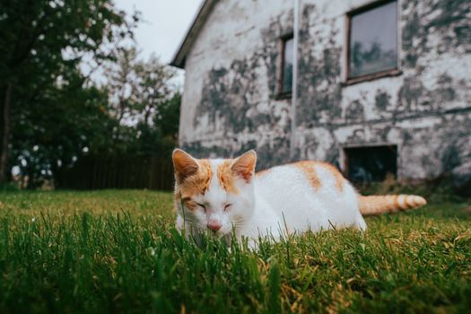 A serene cat sleeping on grass beside a rustic Icelandic building in Rangárþing eystra.