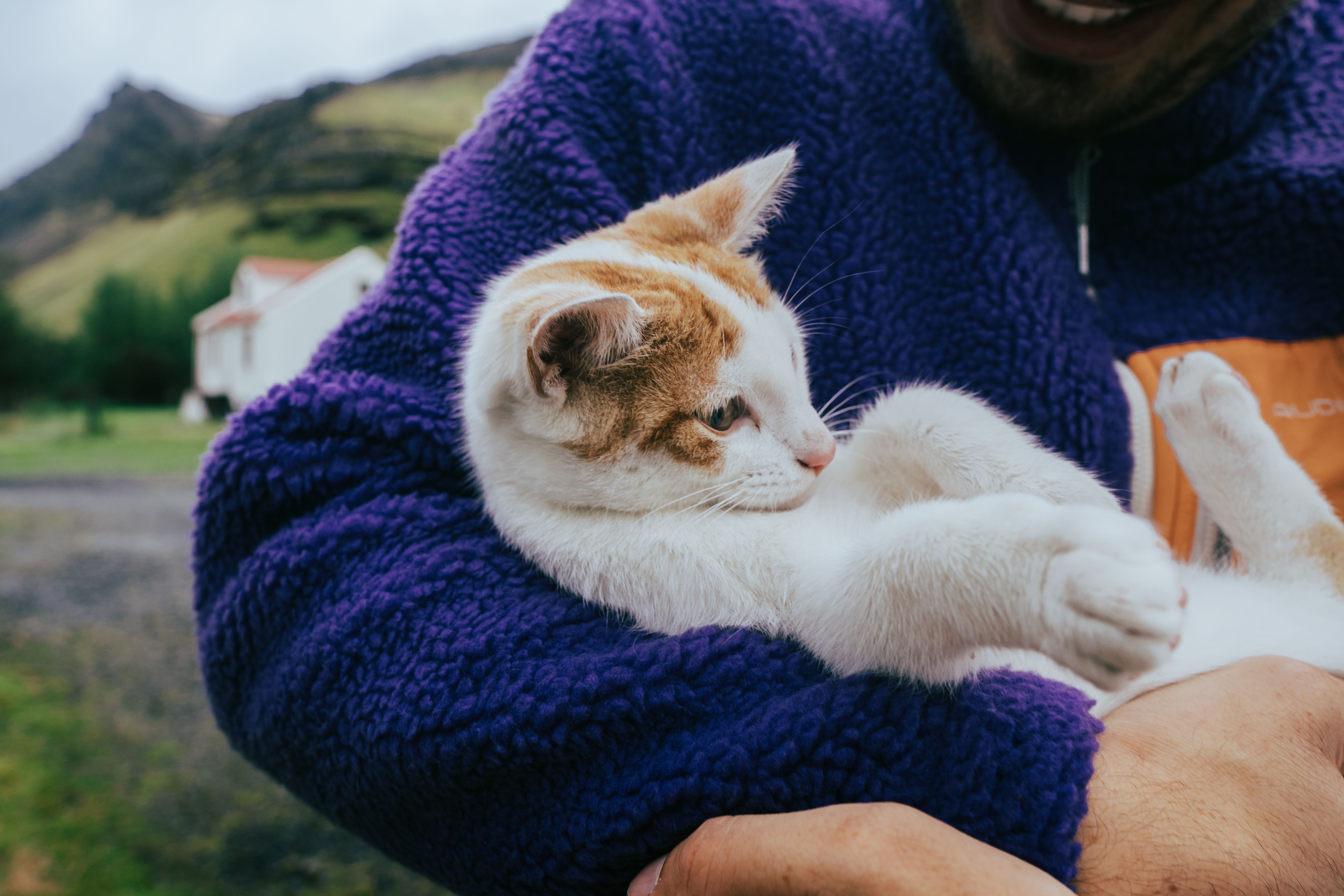 pet care pet safety — Photo by Artūras Kokorevas on Pexels