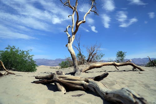 Бесплатное стоковое фото с деревья, жара, засуха