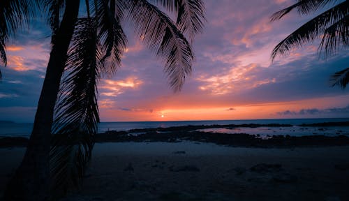 Palm Trees on Beach During Sunset