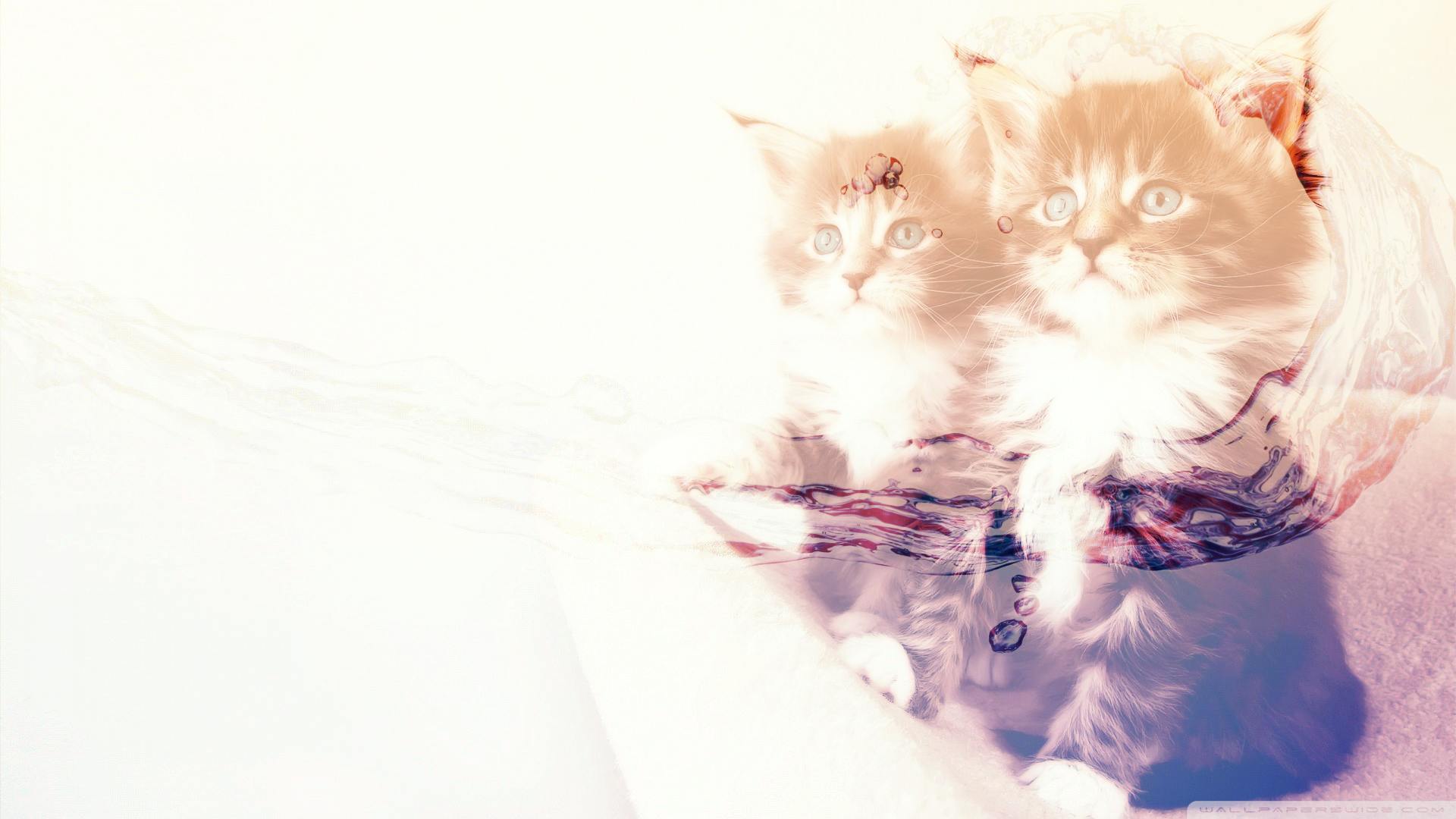 Hdの壁紙 かわいい動物 ネコの無料の写真素材