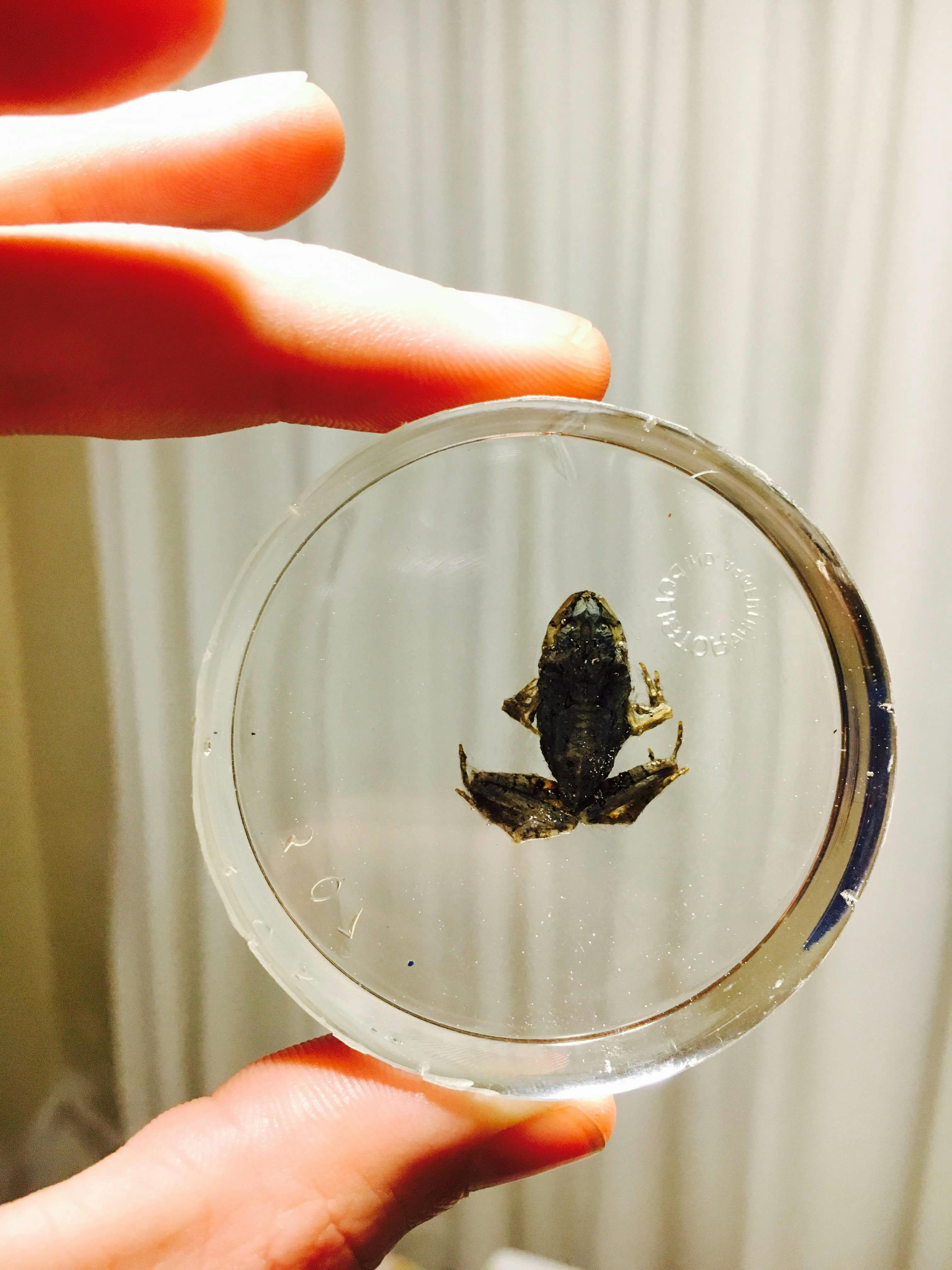 Free stock photo of frog, preserved, resin