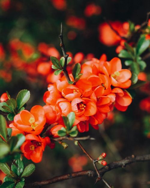 Free Close-up of vibrant orange flowers with green leaves, showcasing natural beauty and vivid colors. Stock Photo