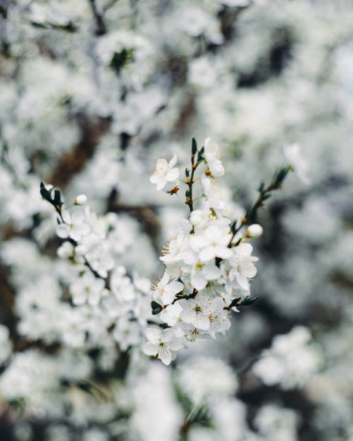 Free A stunning close-up of white cherry blossoms in full bloom during springtime. Stock Photo