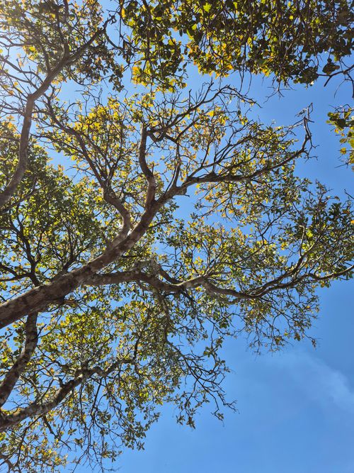 Free Tranquil view of tree canopy against clear blue sky in Gia Lai, Vietnam. Stock Photo