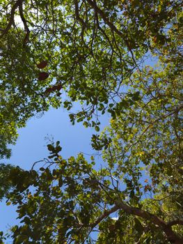 View of a lush forest canopy against a vibrant blue sky in Gia Lai, Vietnam.